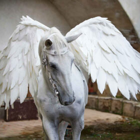 Pegasus 